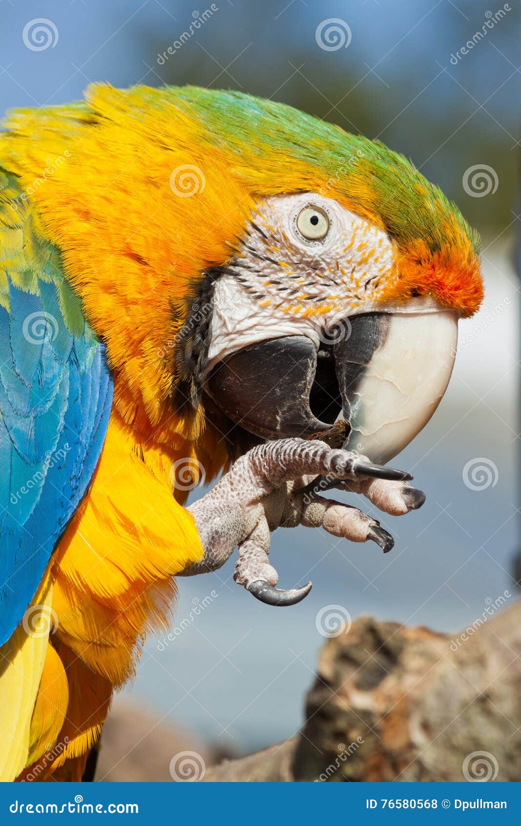 Parrot Eating stock photo. Image of beak, parrots, talons 76580568
