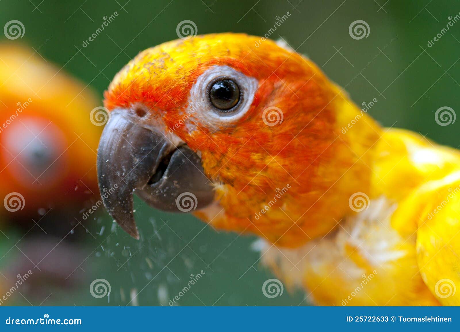 Parrot Eating Food Stock Photos Image 25722633
