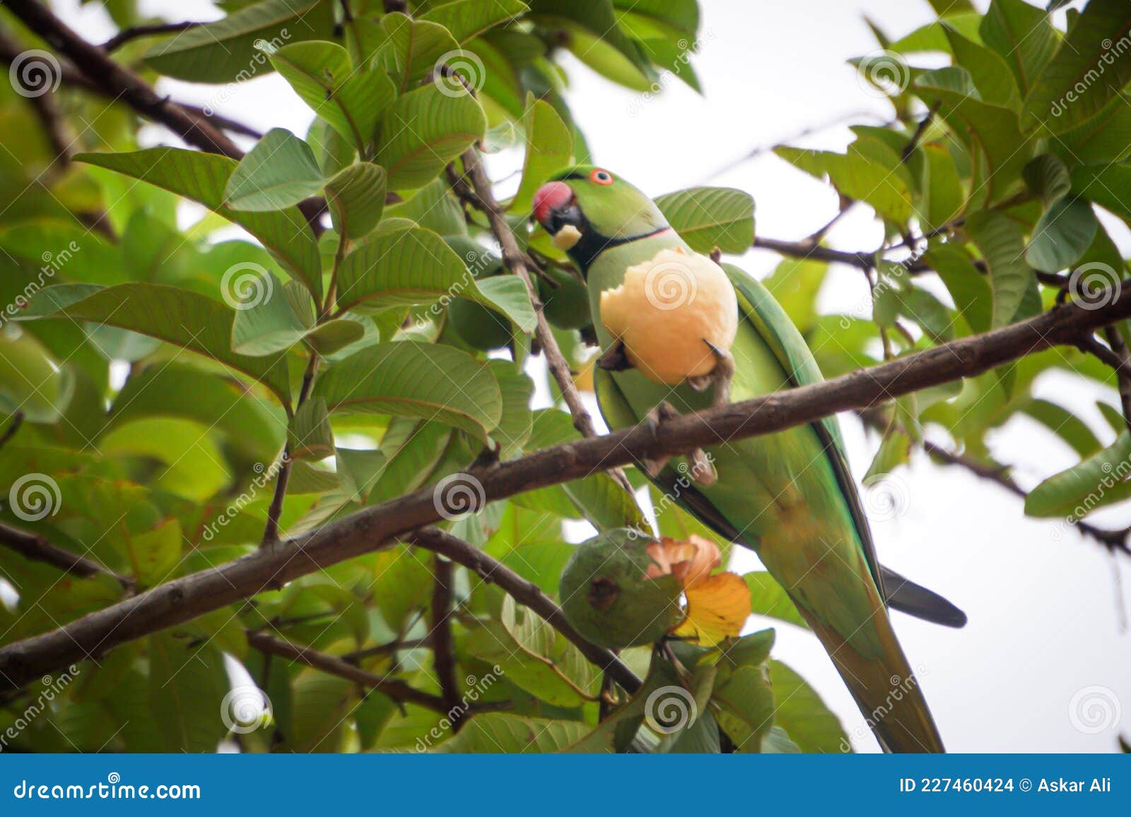 Parrot Eating Gova Fruit on the Tree Stock Photo Image of parrot
