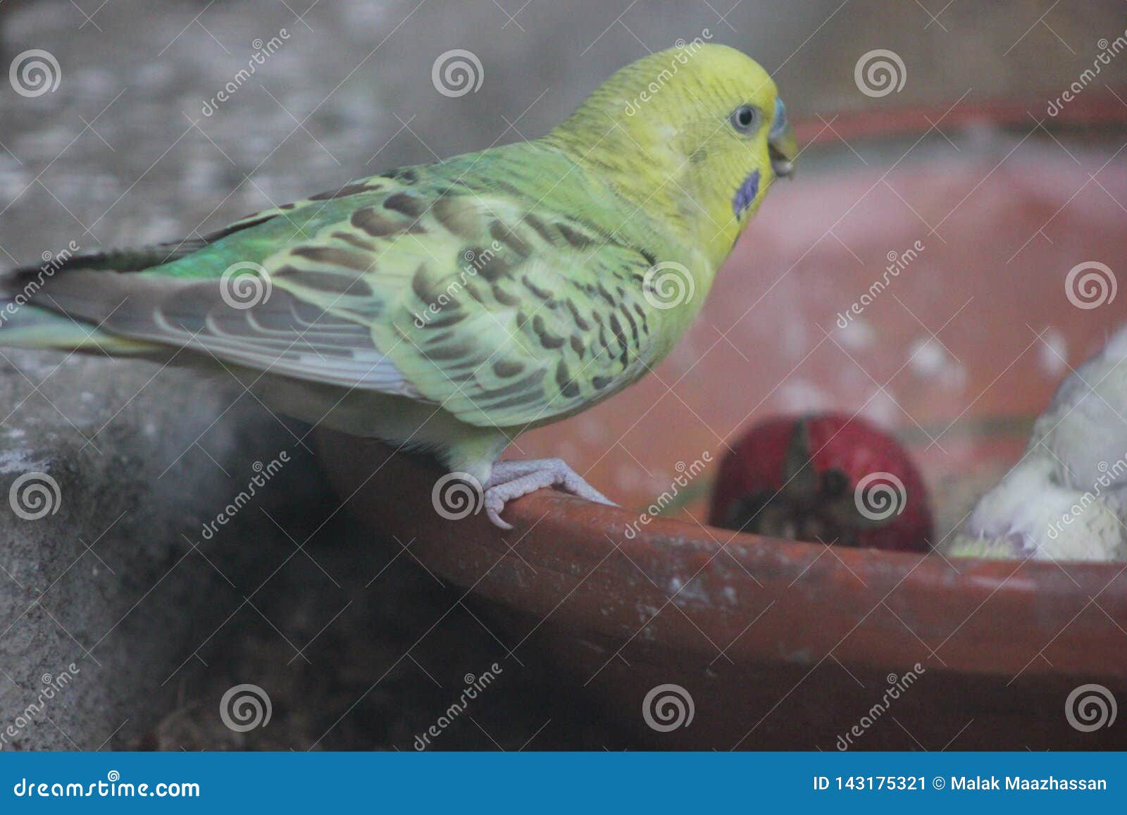 Parrot eating stock image. Image of forest, parrot, grains 143175321