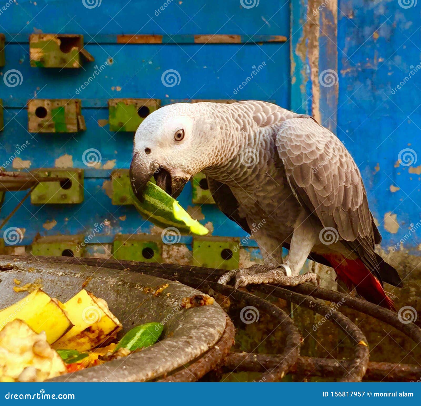 Parrot stock image. Image of eating, plate, green, parrot 156817957
