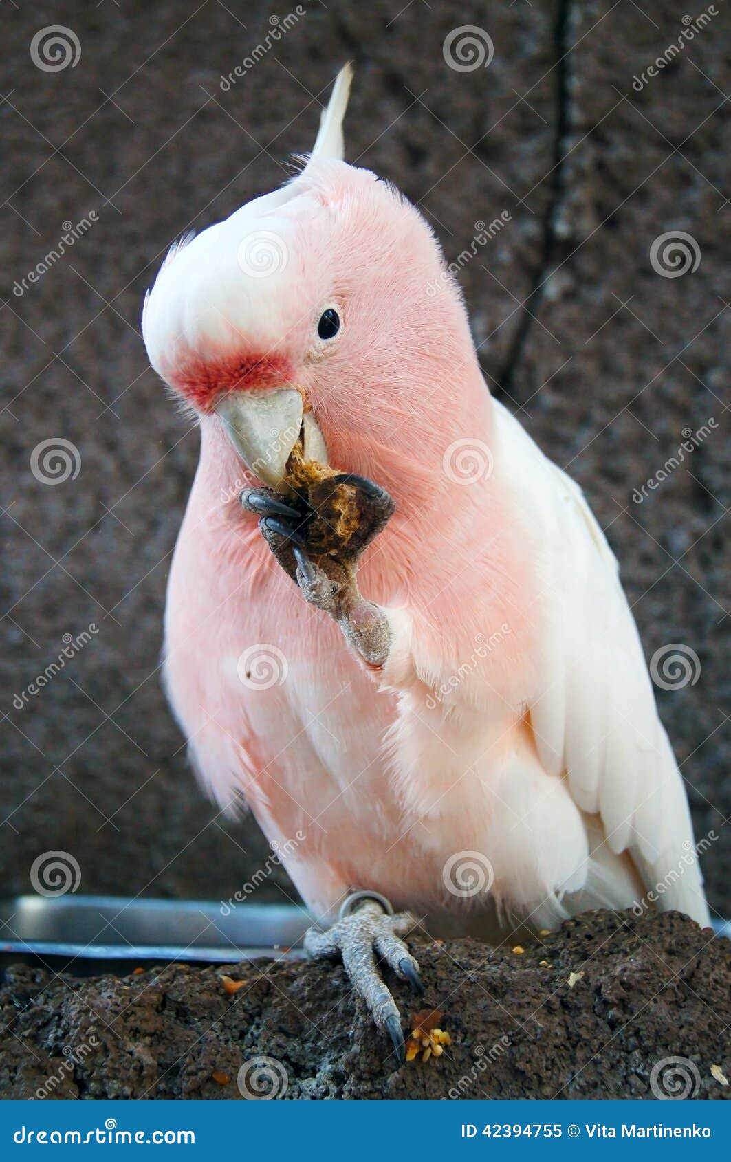 Parrot eating its food stock image. Image of beautiful 42394755