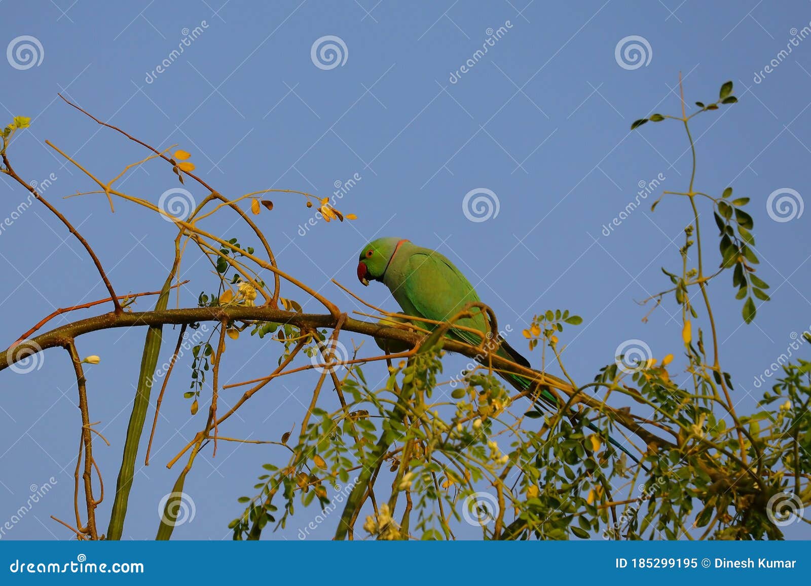 Parrot Eating Fruit India Stock Photos Free & RoyaltyFree Stock