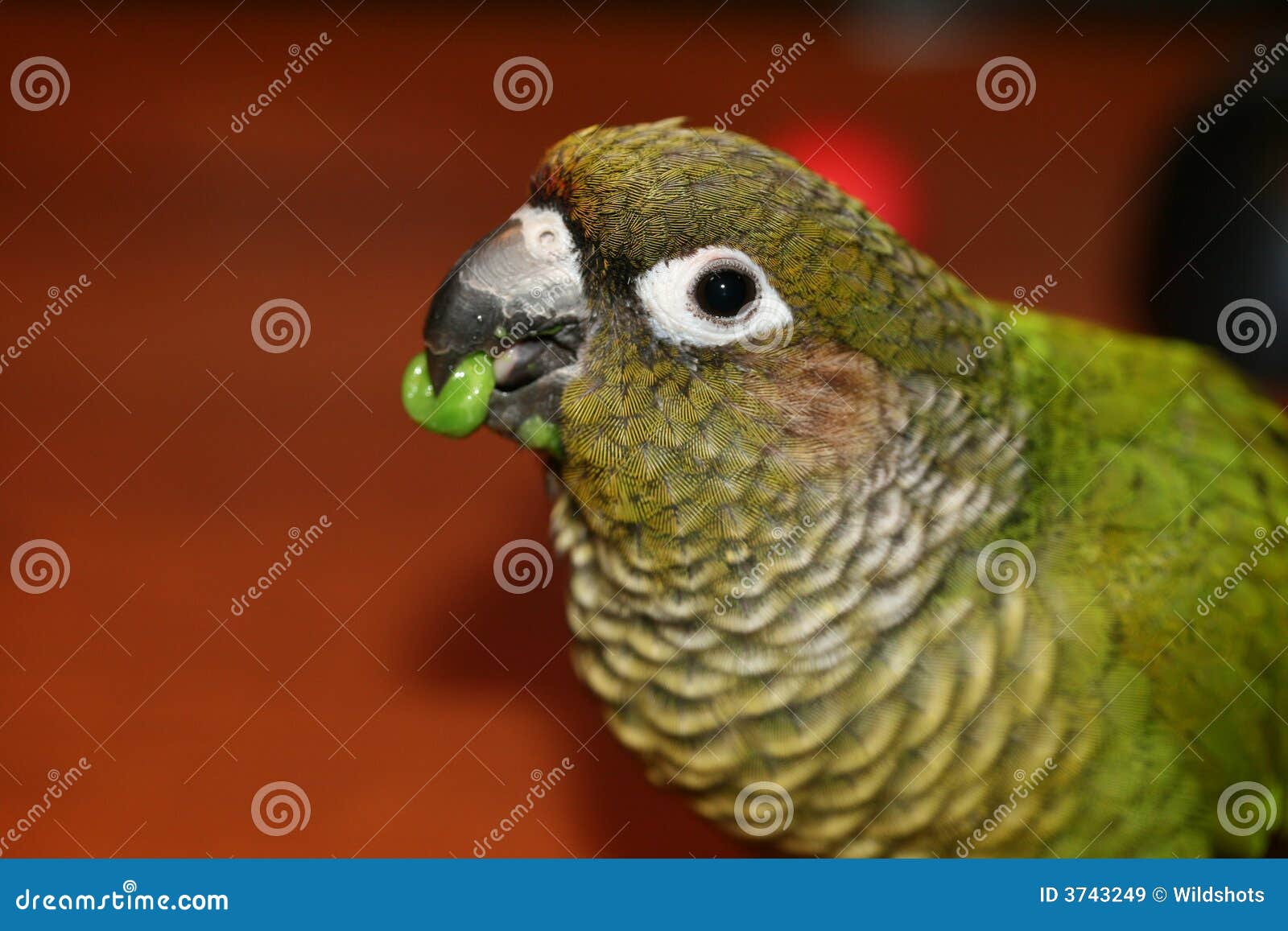 Parrot eating a Pea stock image. Image of vegetable, bellied 3743249