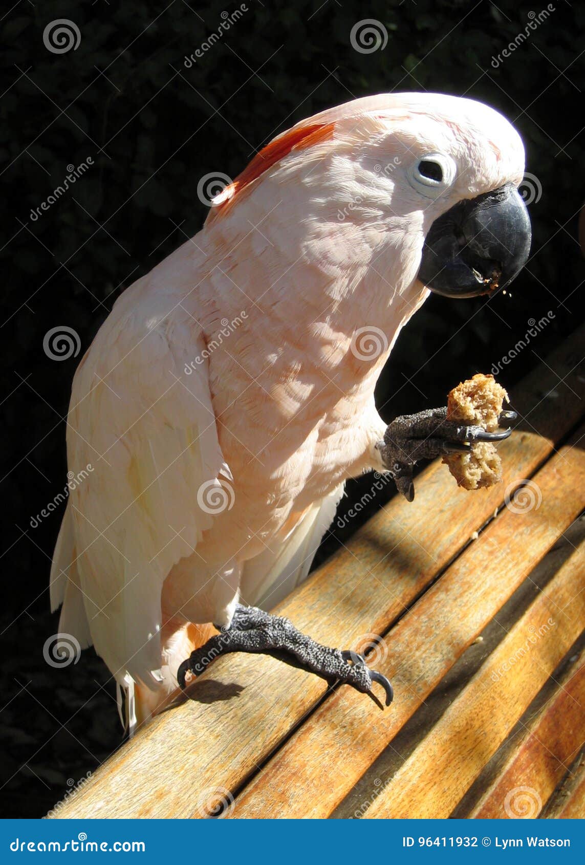 Parrot Eating a Piece of Bread Stock Photo Image of pink, bird 96411932