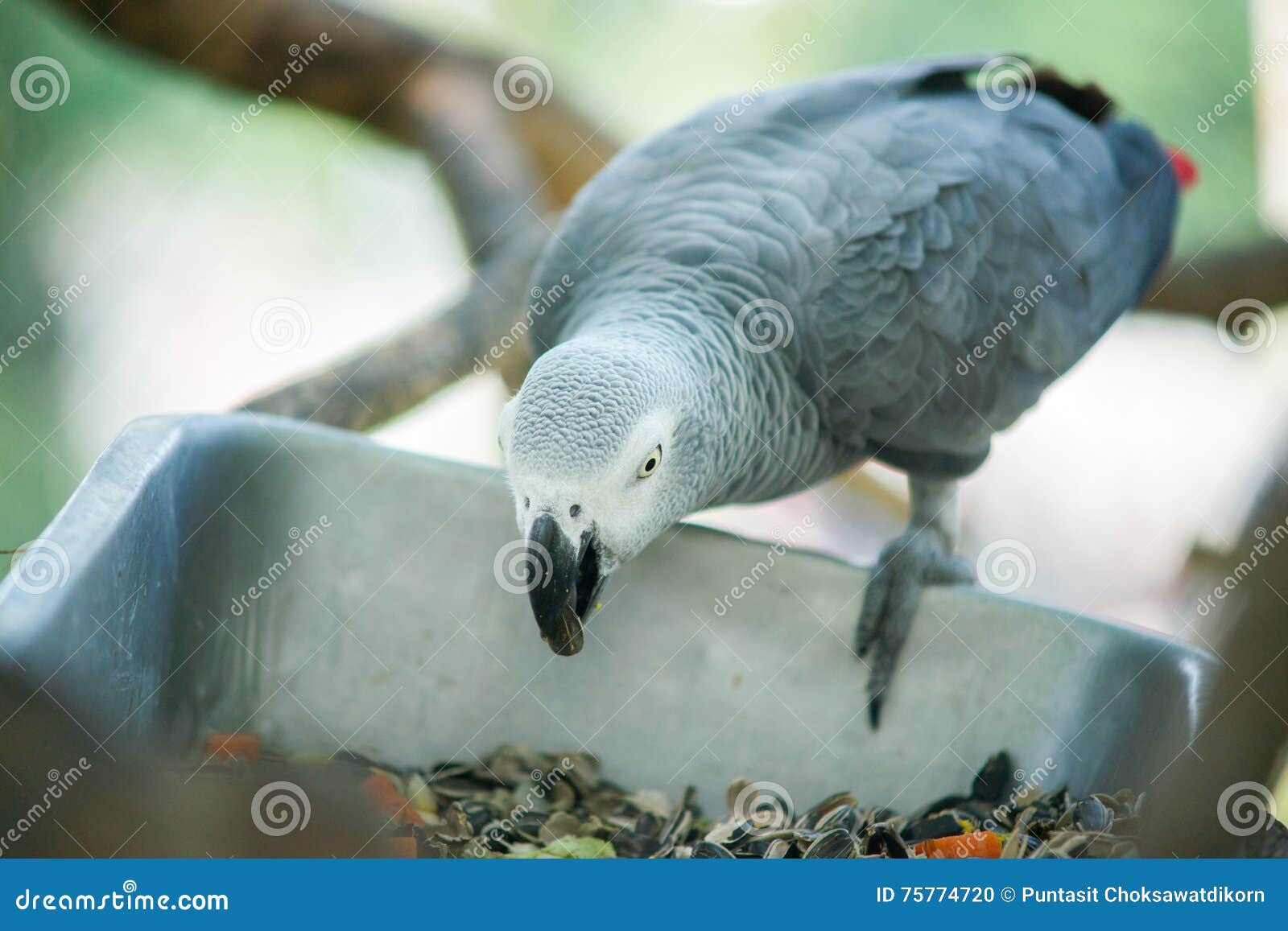 Parrot eating stock photo. Image of bright, eating, love 75774720