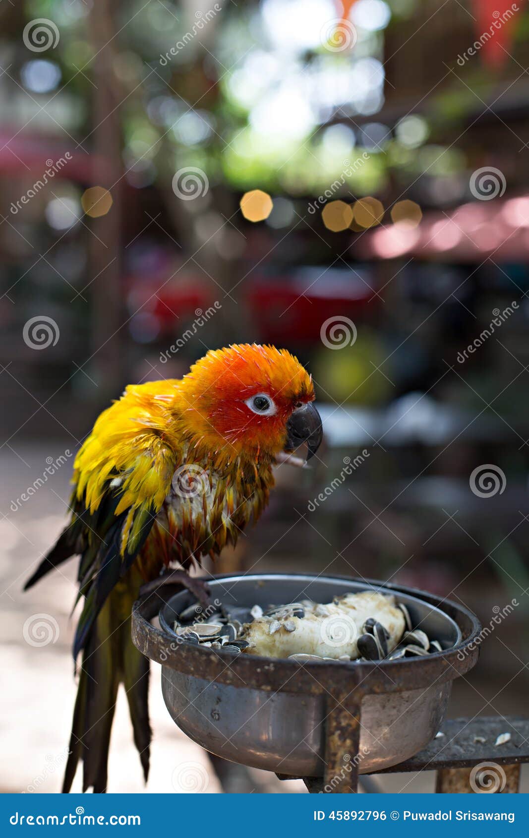 Parrot Eating Sunflower Seeds Stock Photo Image of bird, body 45892796