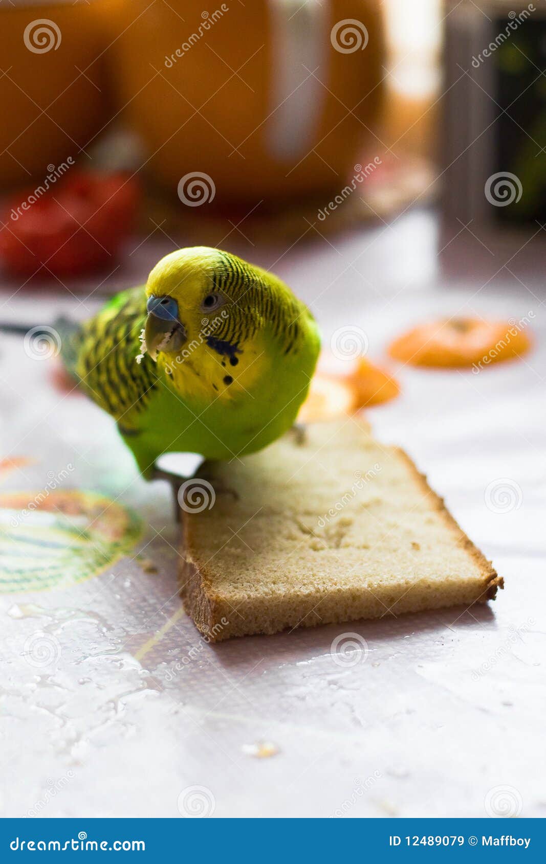 the parrot eats bread