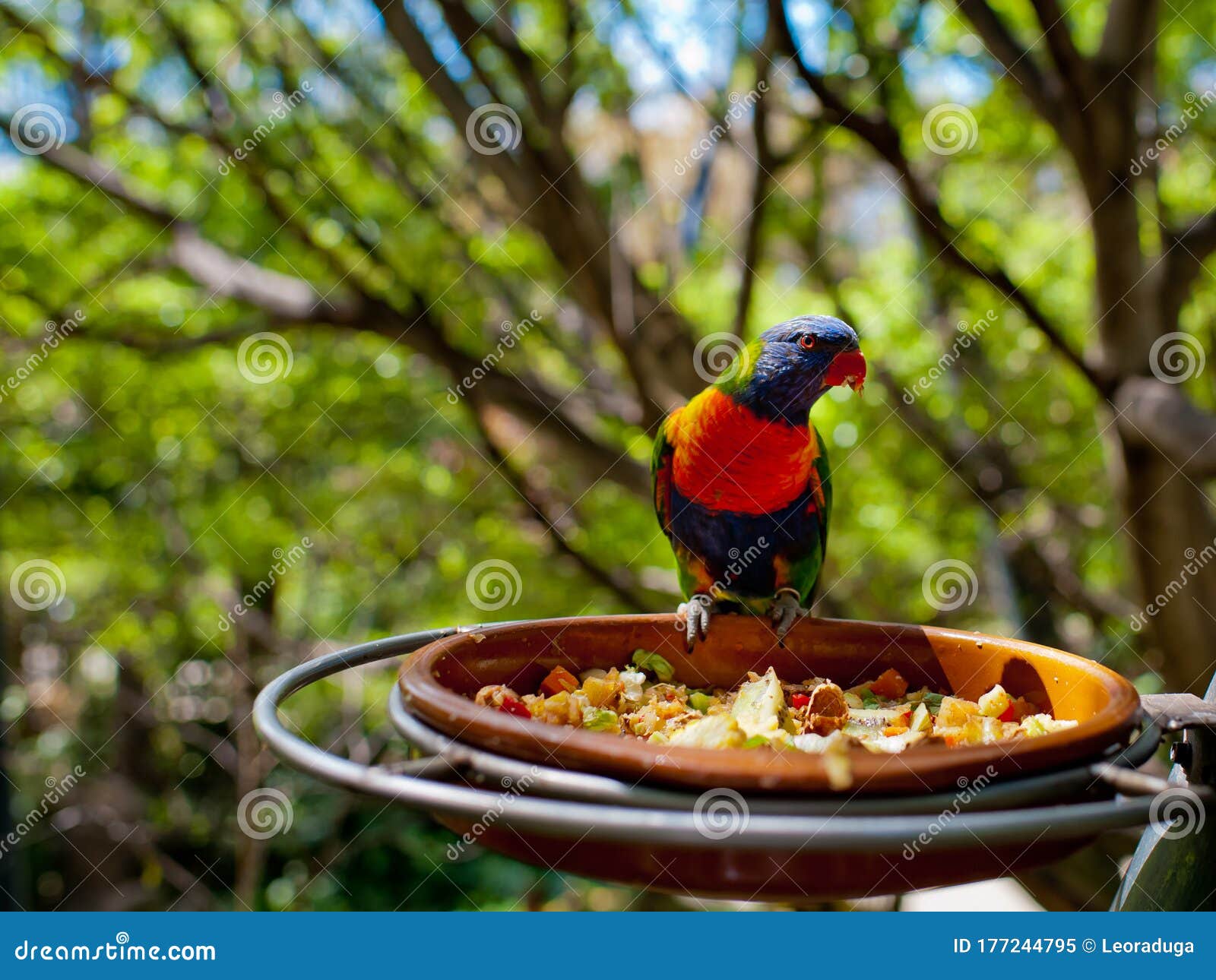 The Parrot Eats from the Feeder. Stock Image Image of green, parrots