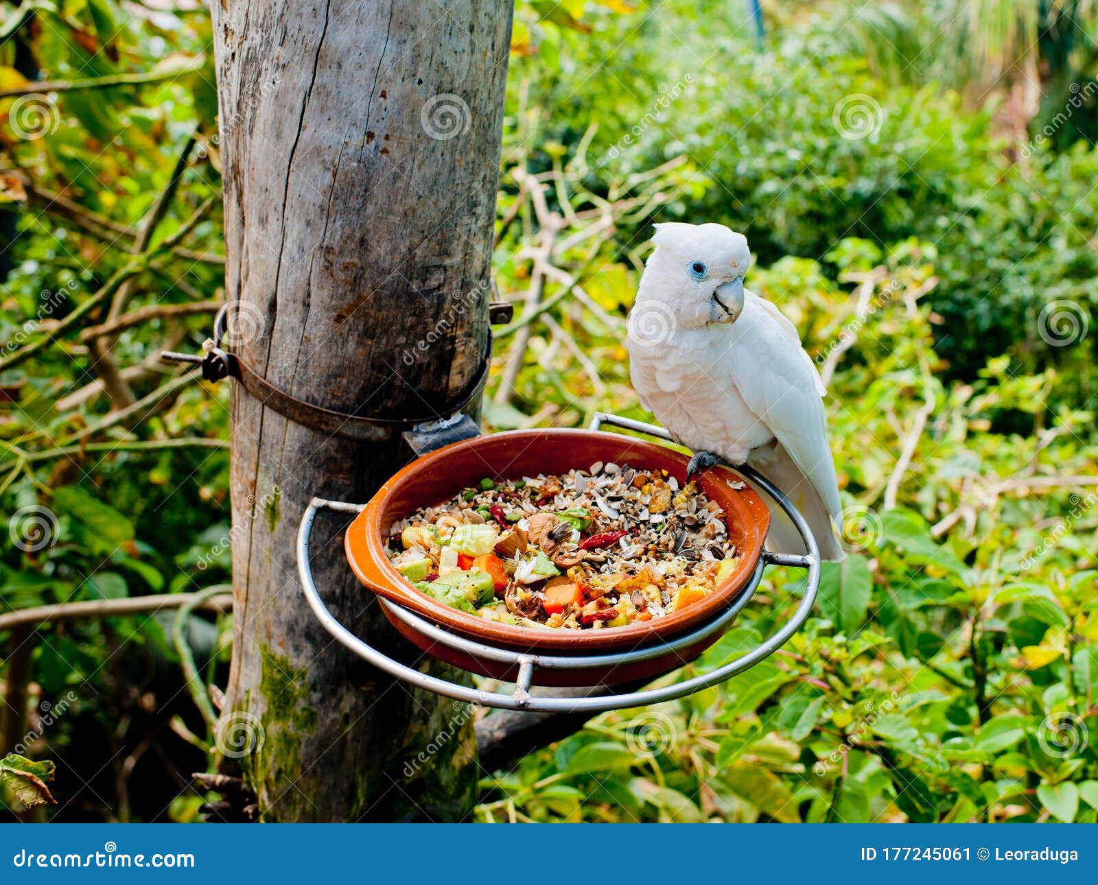 The Parrot Eats from the Feeder. Stock Image Image of cute, beauty