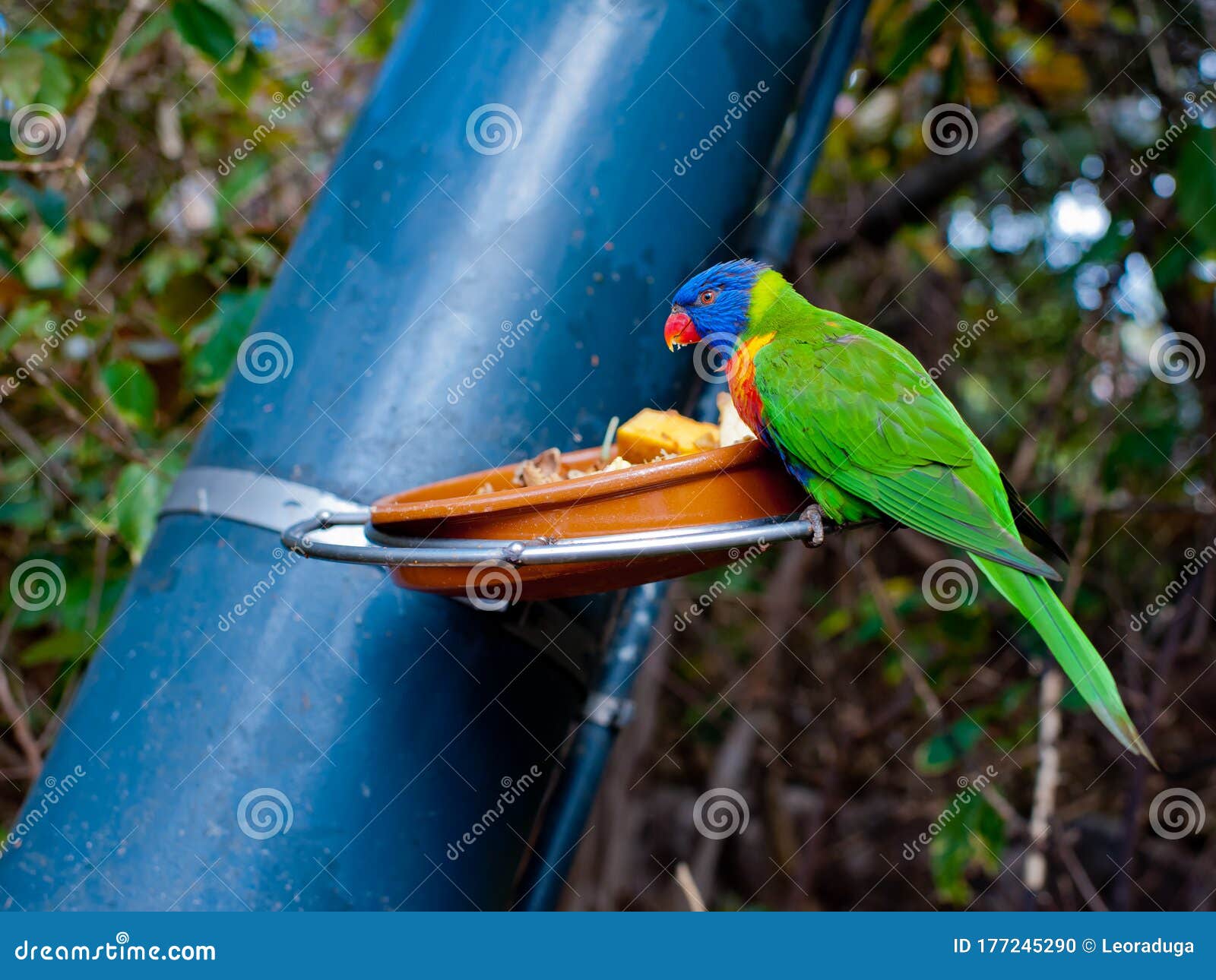 The Parrot Eats from the Feeder. Stock Photo Image of animal, colored