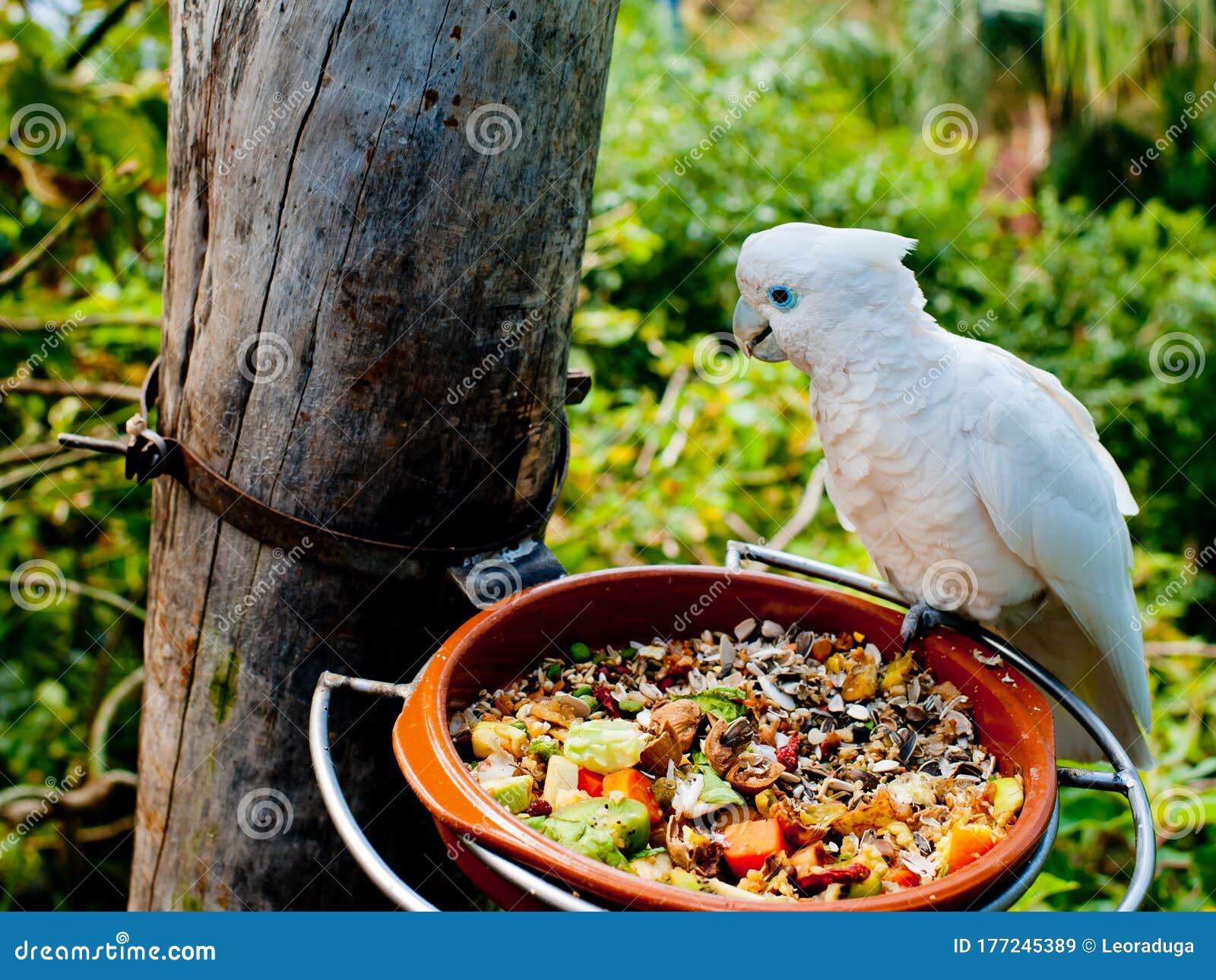 The Parrot Eats from the Feeder. Stock Image Image of parrots