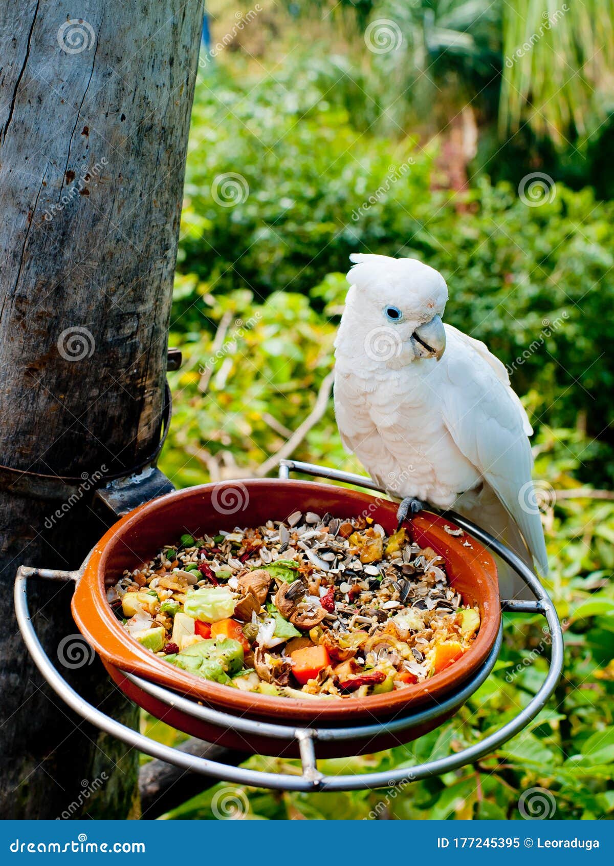 The Parrot Eats from the Feeder. Stock Image Image of nature, beak