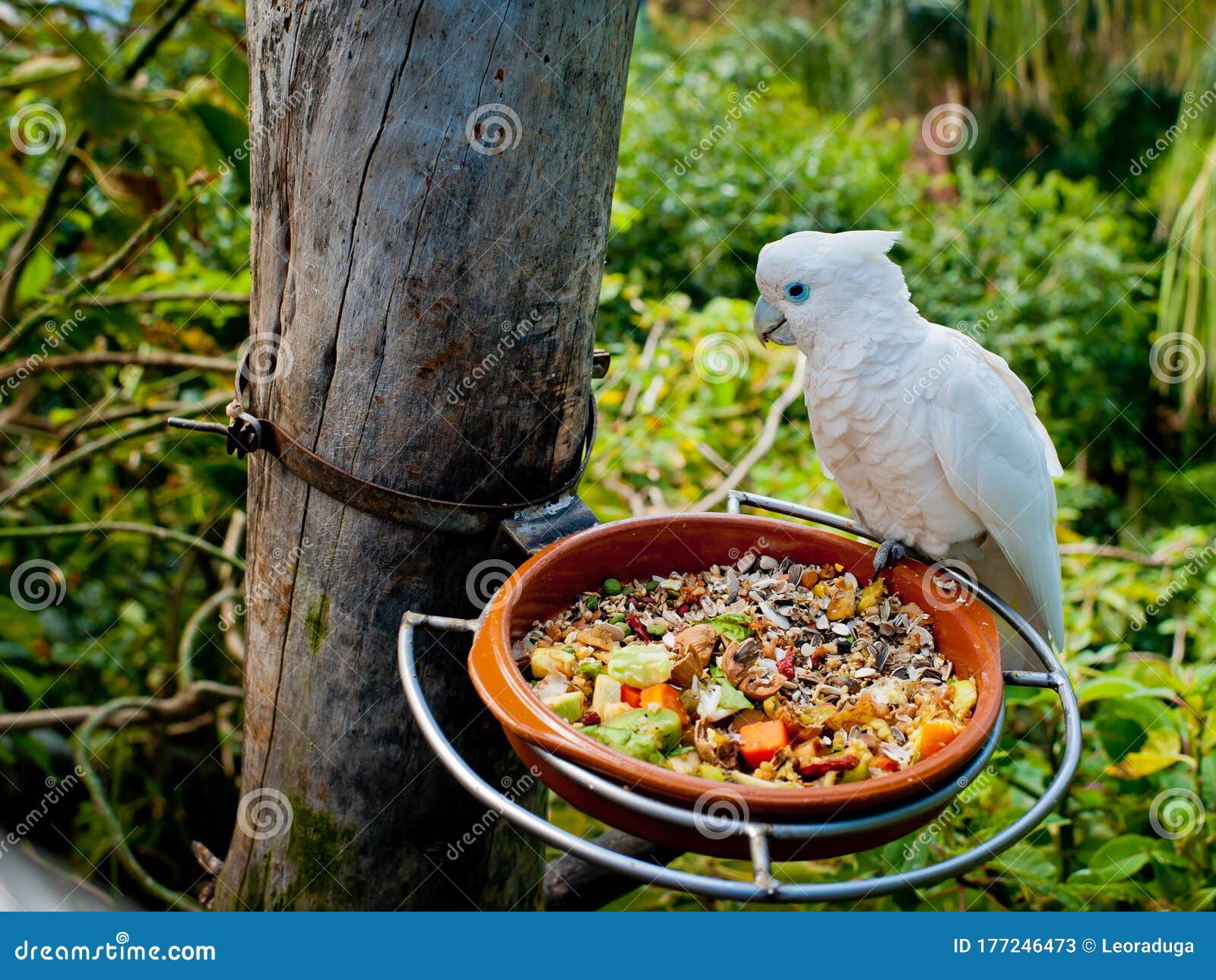 The Parrot Eats from the Feeder. Stock Image Image of eating, animals