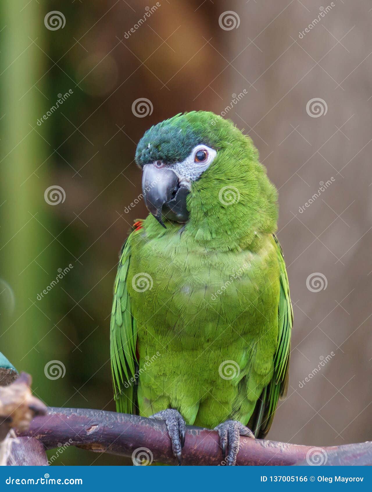Parrot Exotic Birds and Animals in Wildlife in Natural Setting Stock Photo  - Image of cute, nature: 137005166