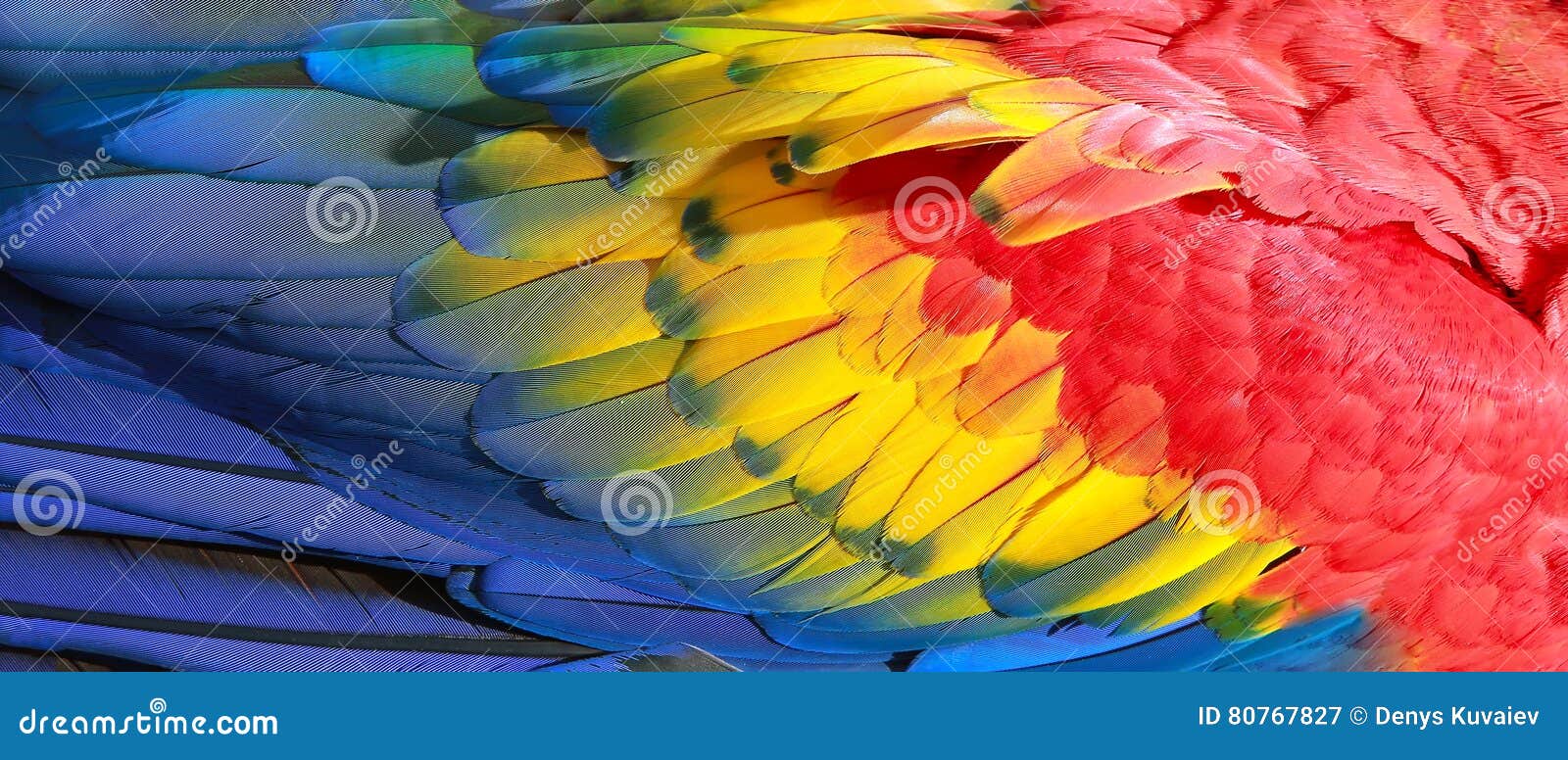 Feathers background of the bird wing Texture of blue and green feathers  parrot plumage, Stock image