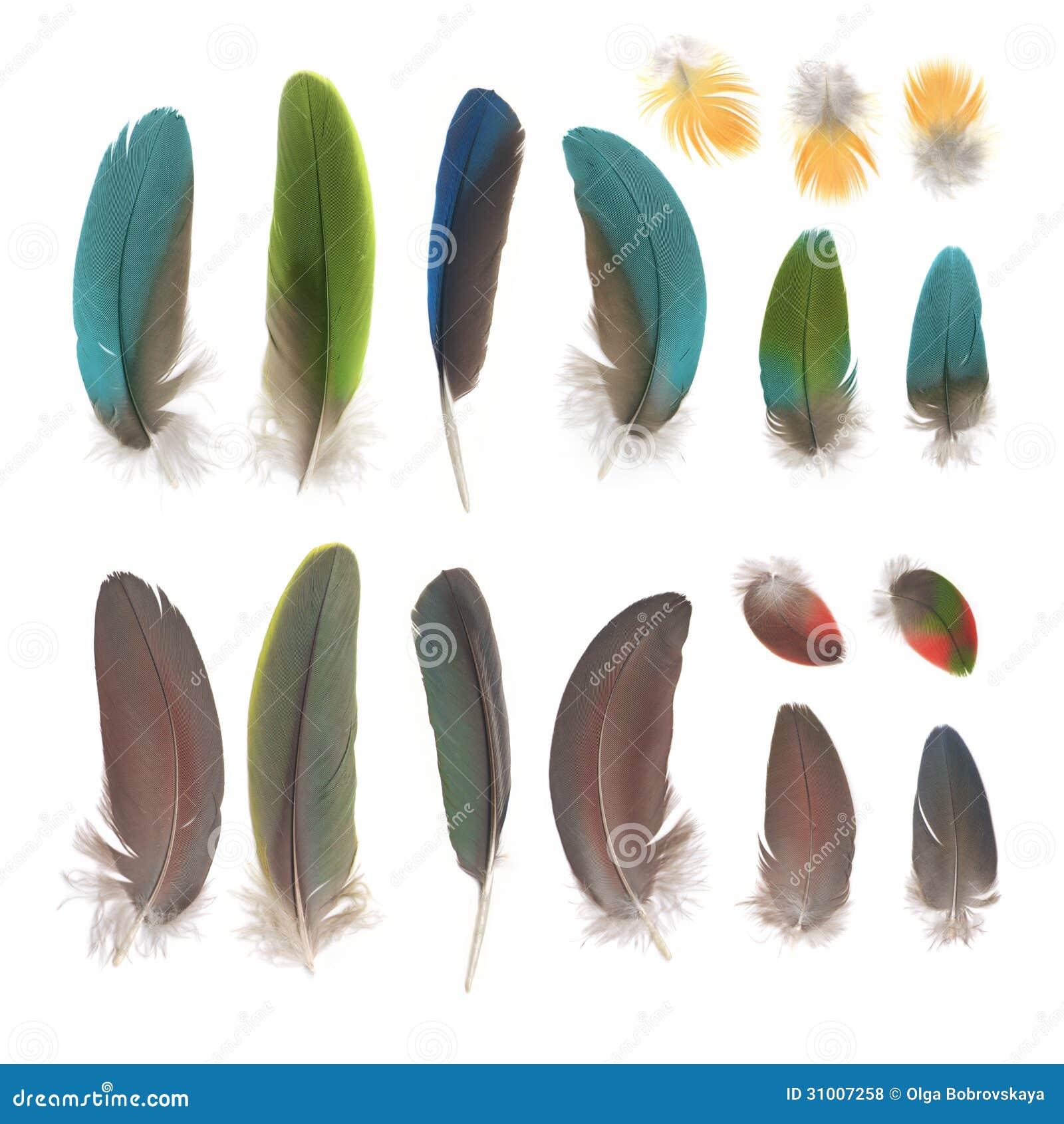 parrot feathers