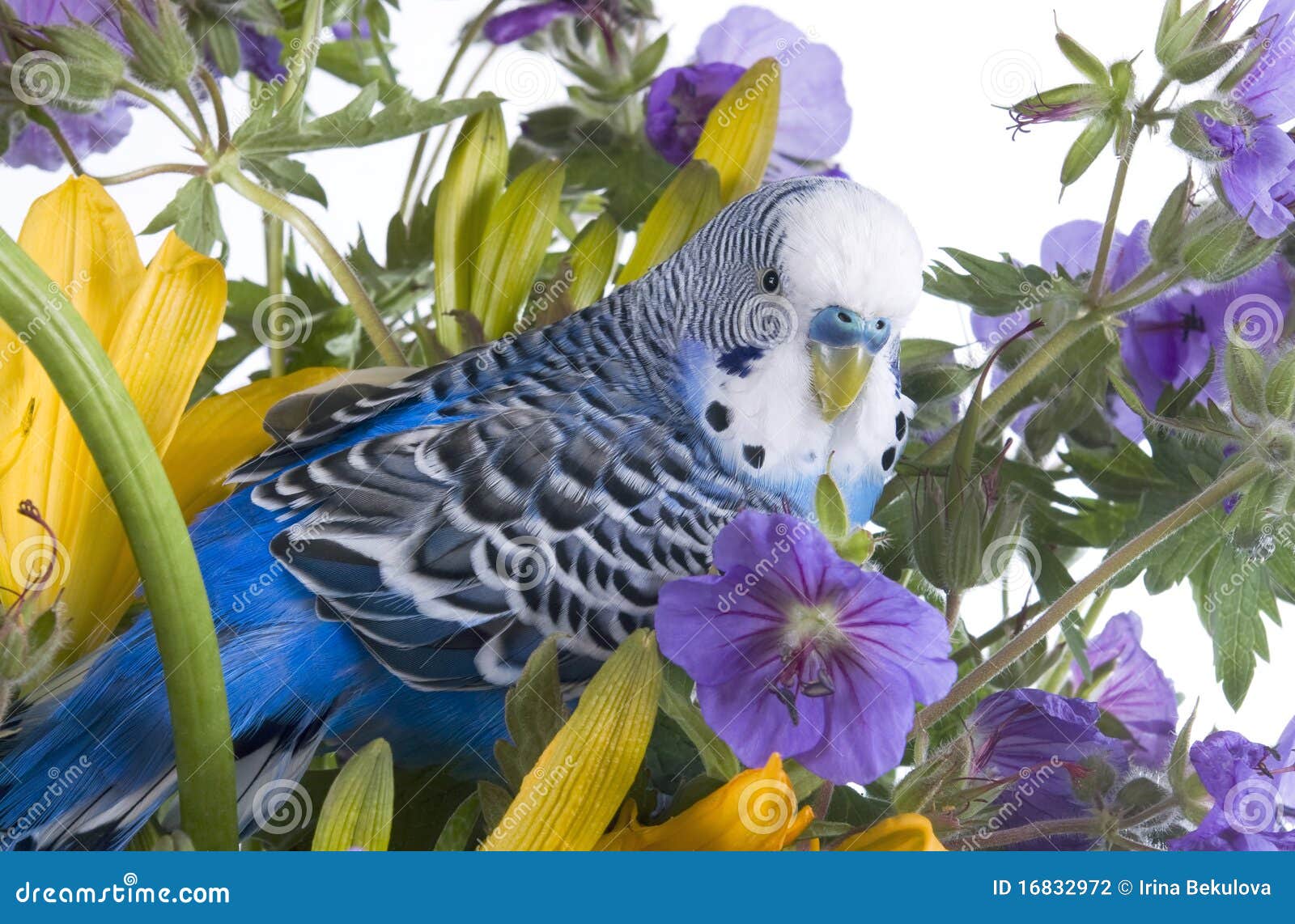 Parrot in flower stock photo. Image of fauna, dark, background 16832972