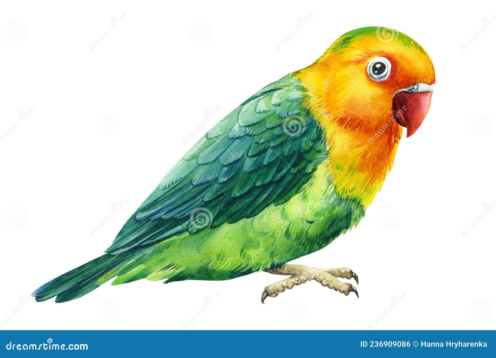 1,066 Green Parrot Drawing Stock Photos - Free & Royalty-Free ...