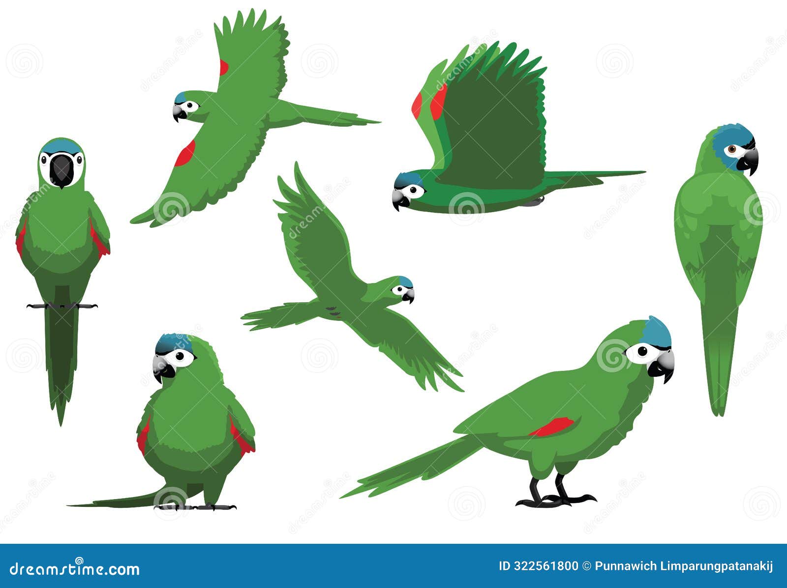 parrot hahns macaw red shoulder bird poses  