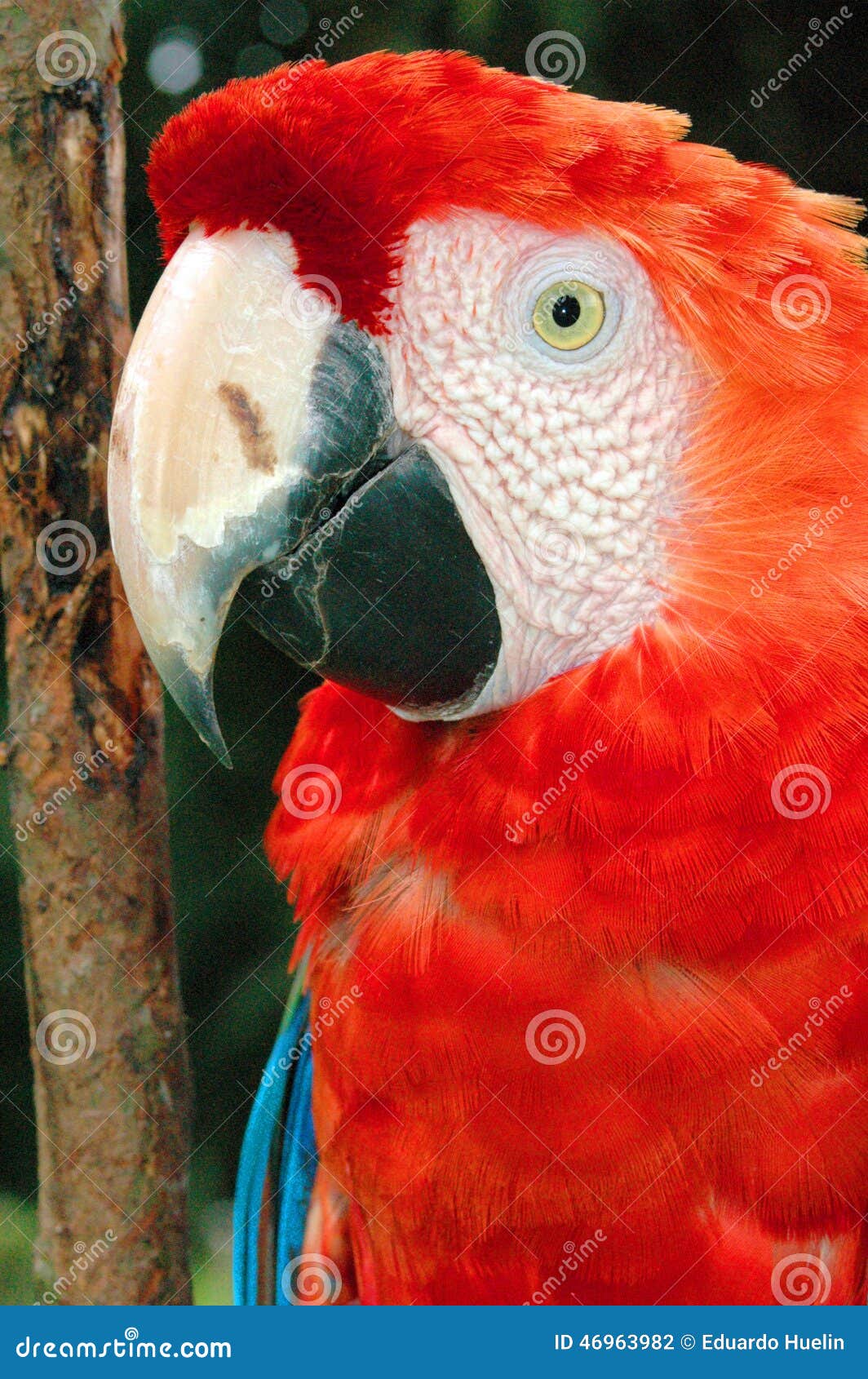 Parrot Head in the Amazon Rain Forest Stock Photo Image of mexico