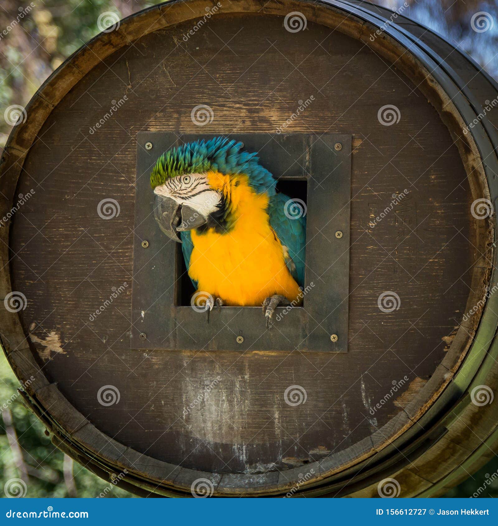 Parrot house stock image. Image of macaw, barrell, parrot 156612727