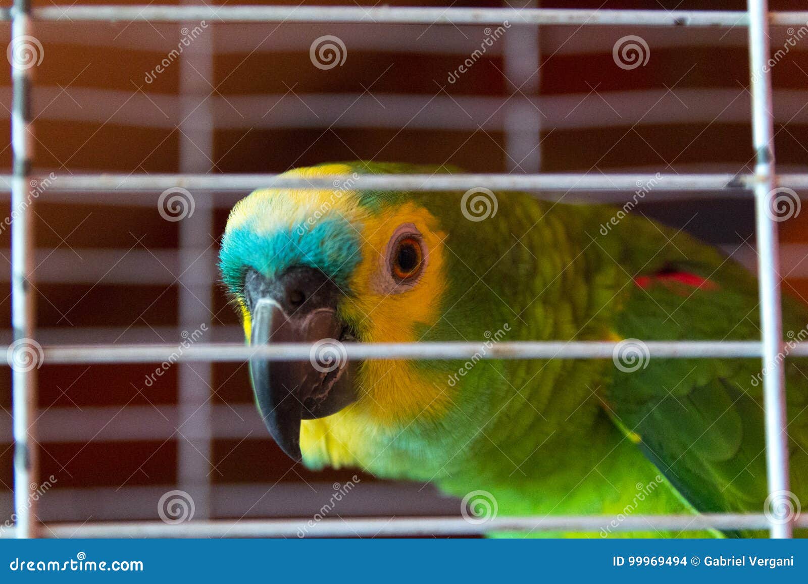 parrot trapped. concept of illegal trafficking and smuggling