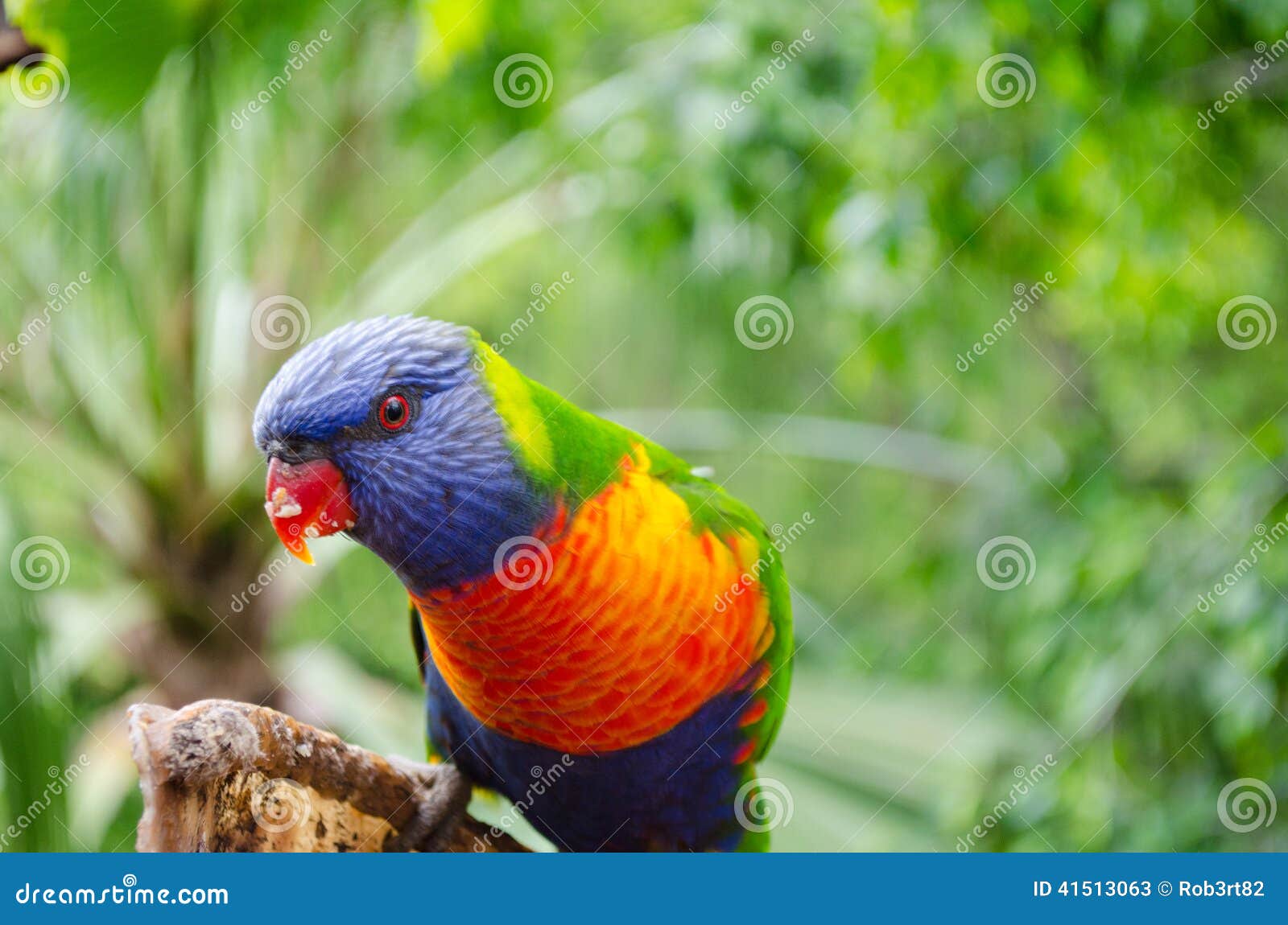 parrot in loro park tenerife(spain)