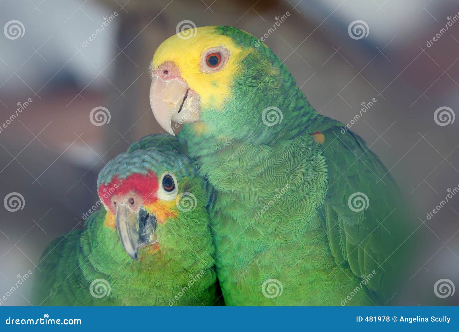 Parrot Love Birds Stock Photo Image Of Exotic Feathers