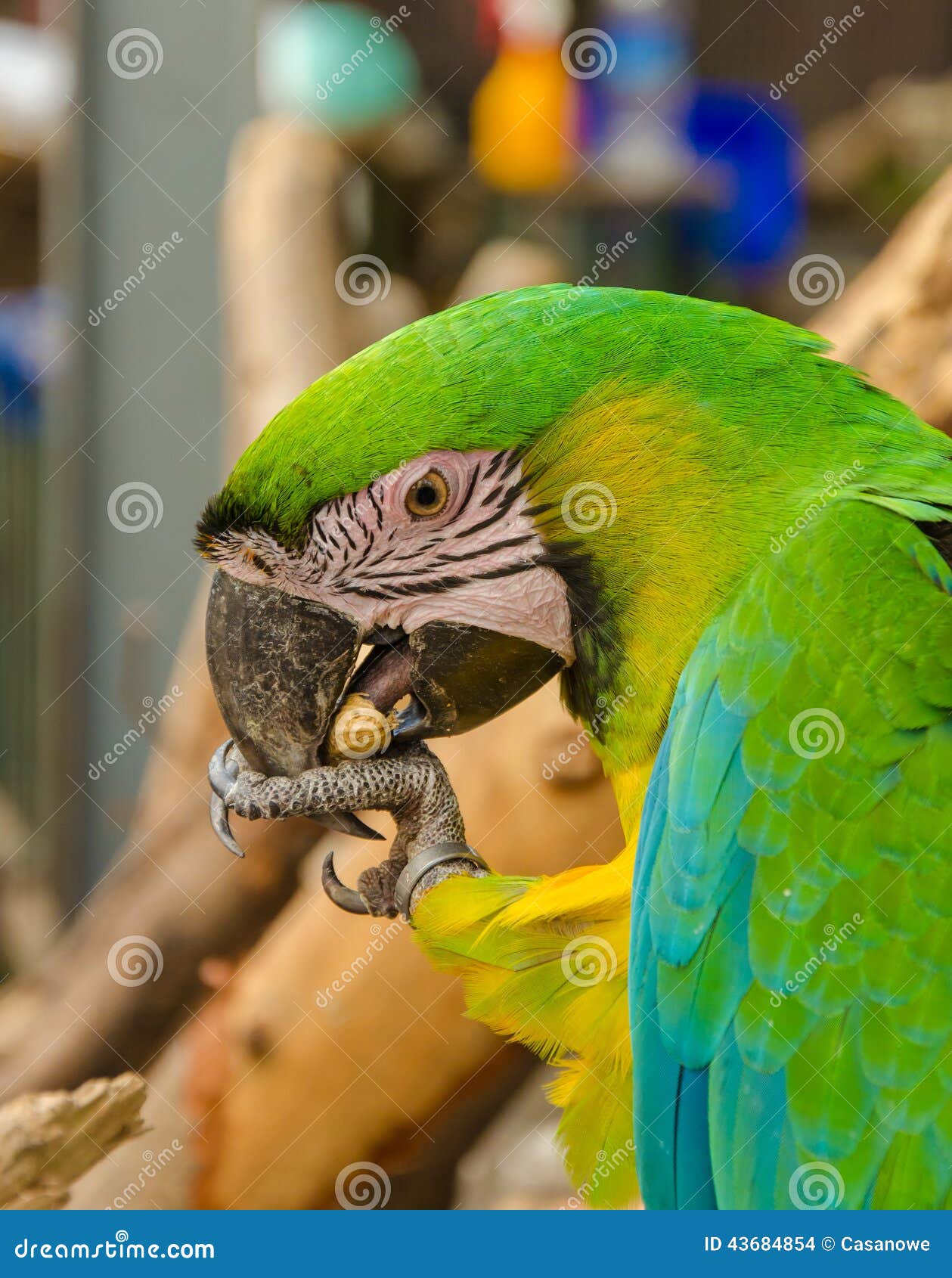 Parrot Macaw eating a nut stock photo. Image of feather 43684854