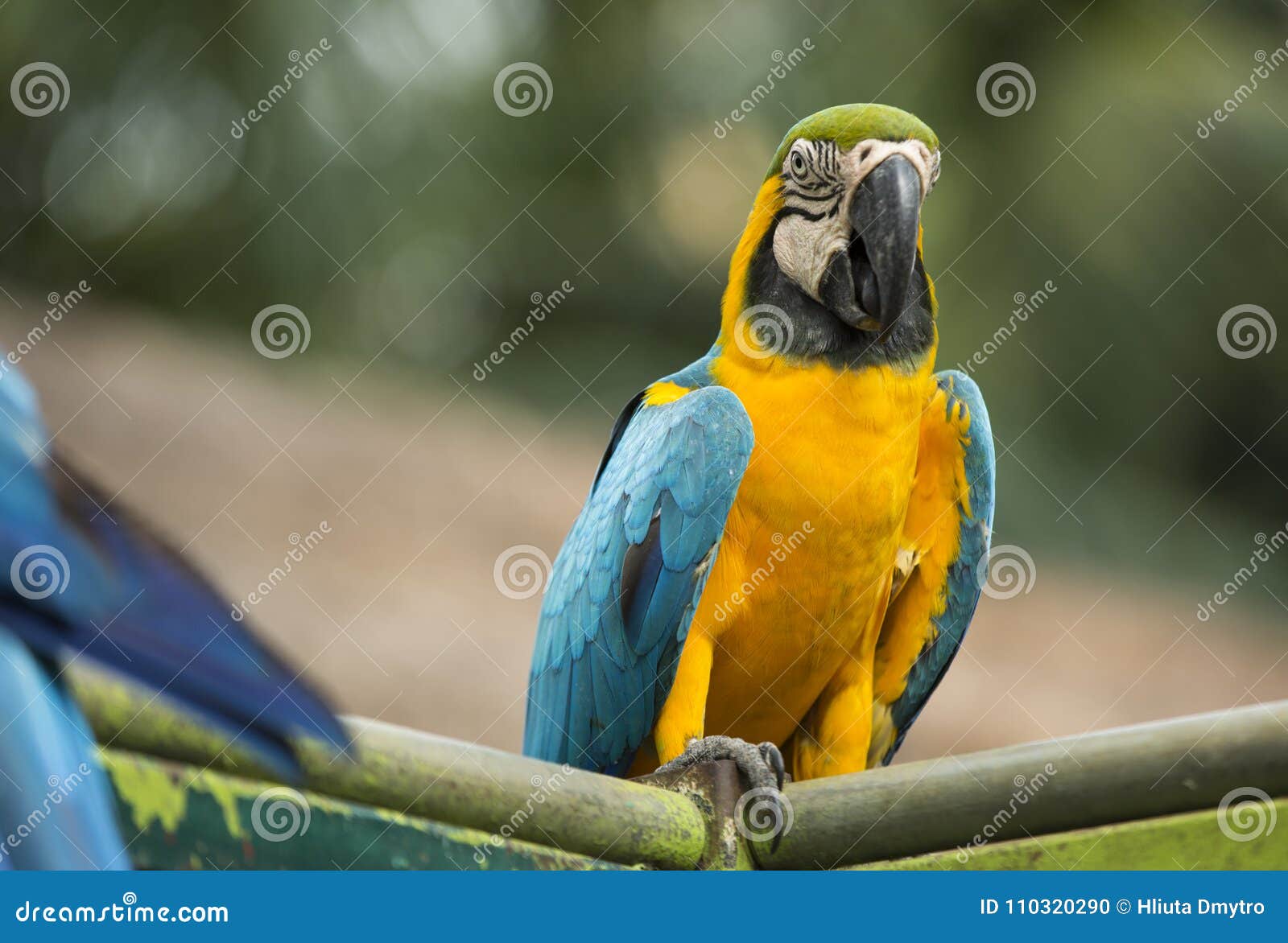 Parrot of Macaw Sit and Eat on the Perch Stock Photo Image of animal