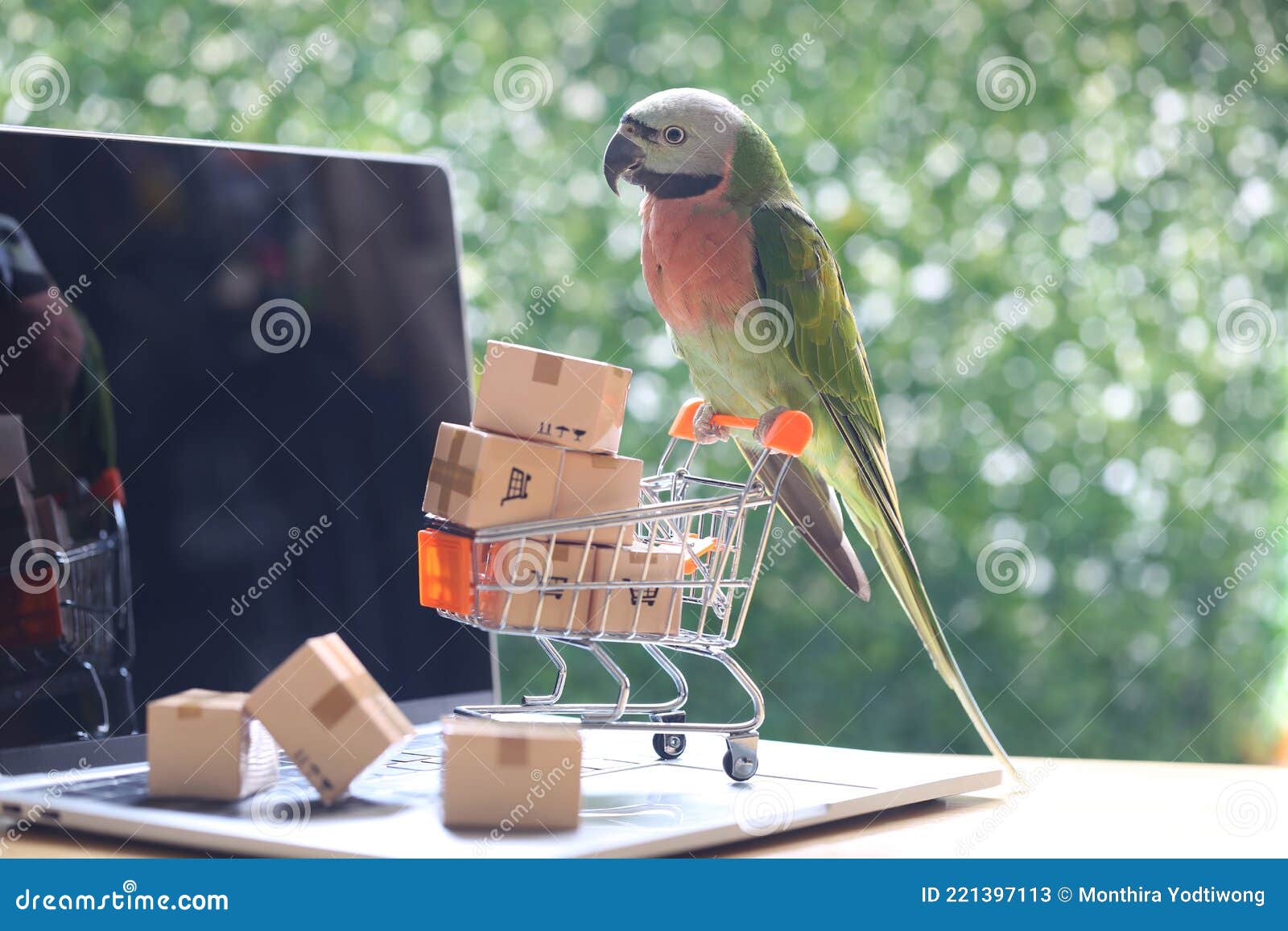 parrot shopping online