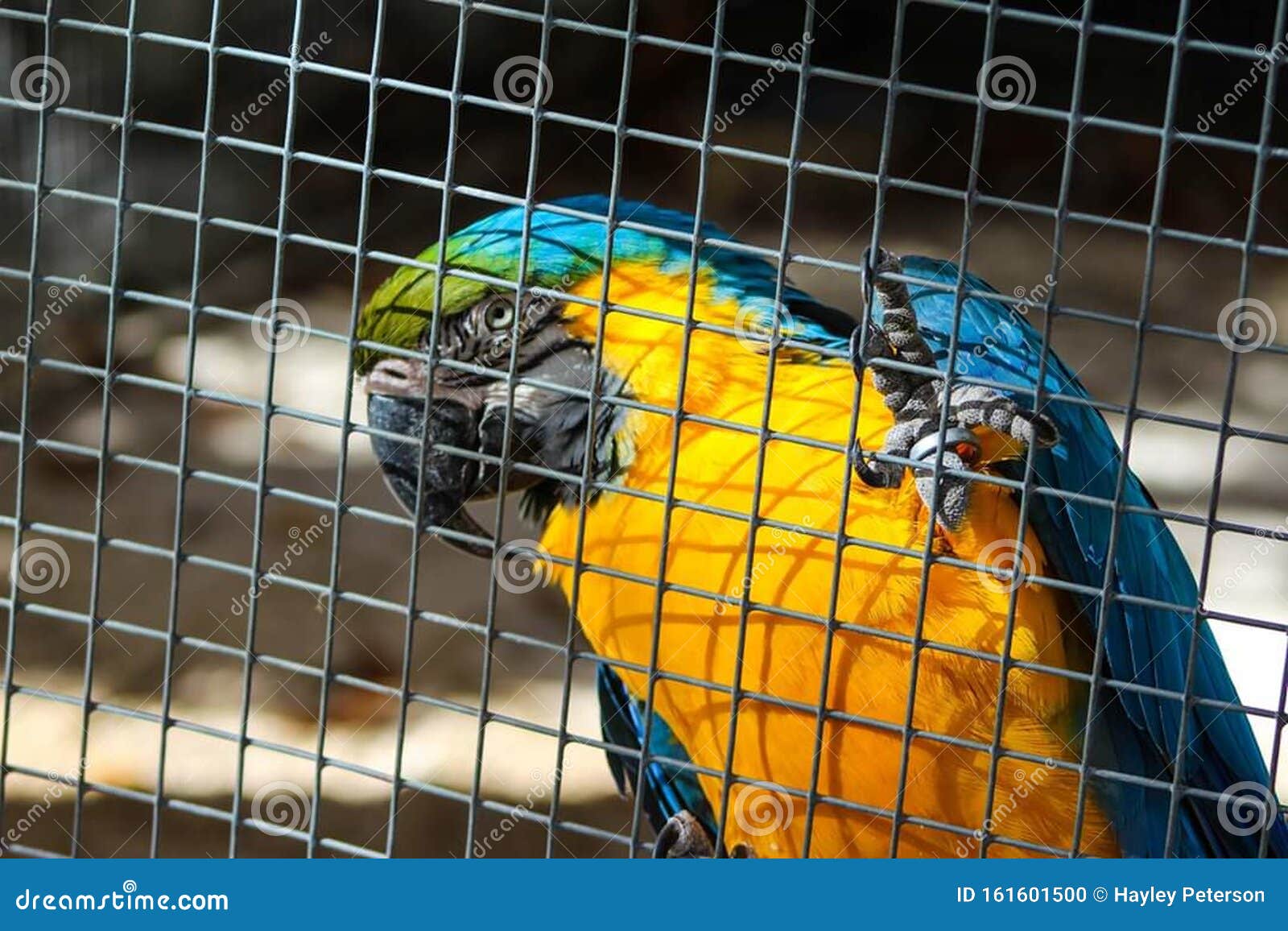 Parrot Mountain Garden Tennessee Stock Photo Image of open, 161601500