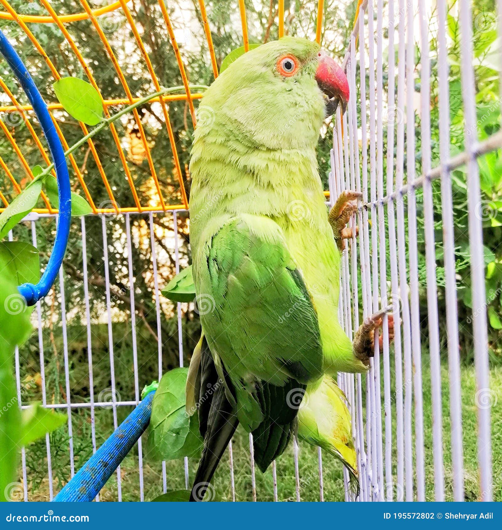 Parrot Birds Images - Free Download on Freepik
