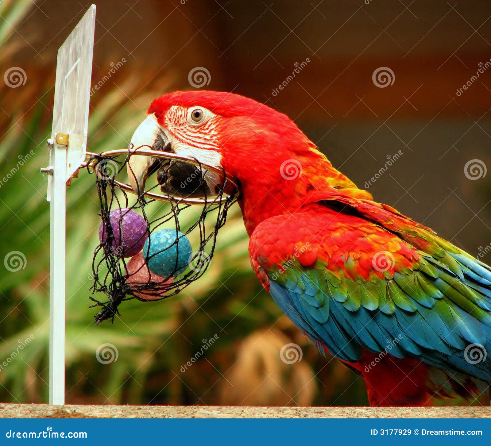 Parrot playing basketball stock image. Image of exotic 3177929