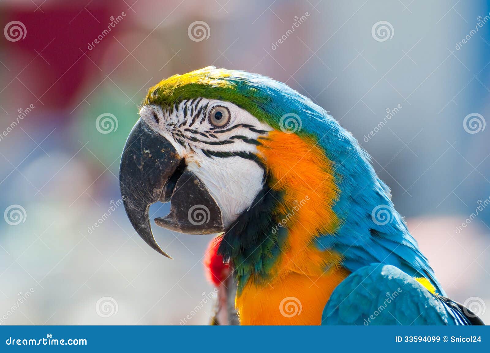 parrot