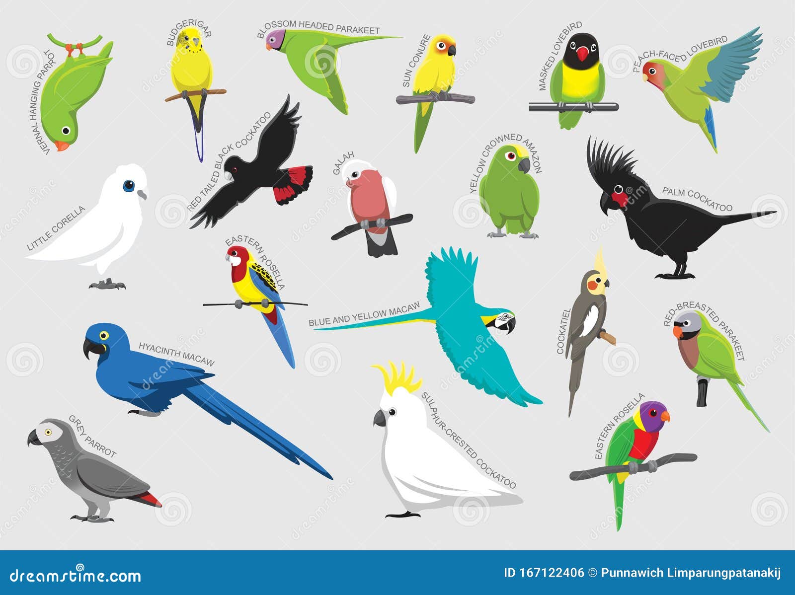 Parrot Set Various Kind Identify Cartoon Vector Stock Vector - Illustration  of grey, character: 167122406