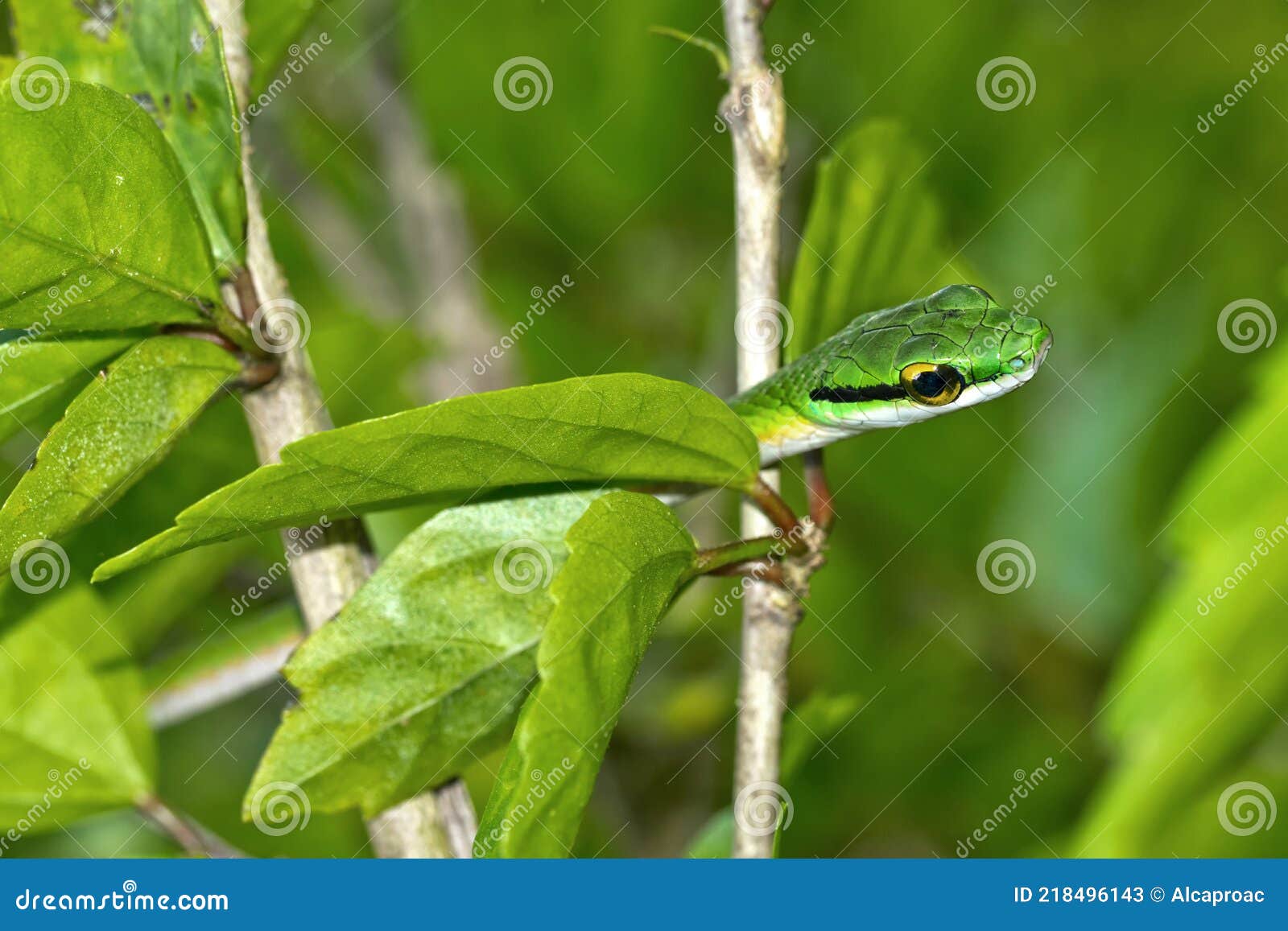 tropical rainforest green snakes