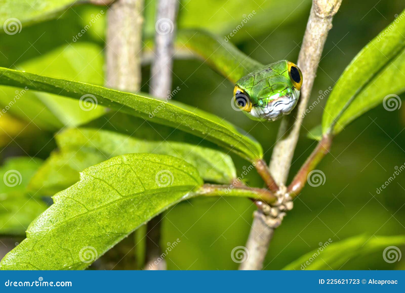 tropical rainforest green snakes