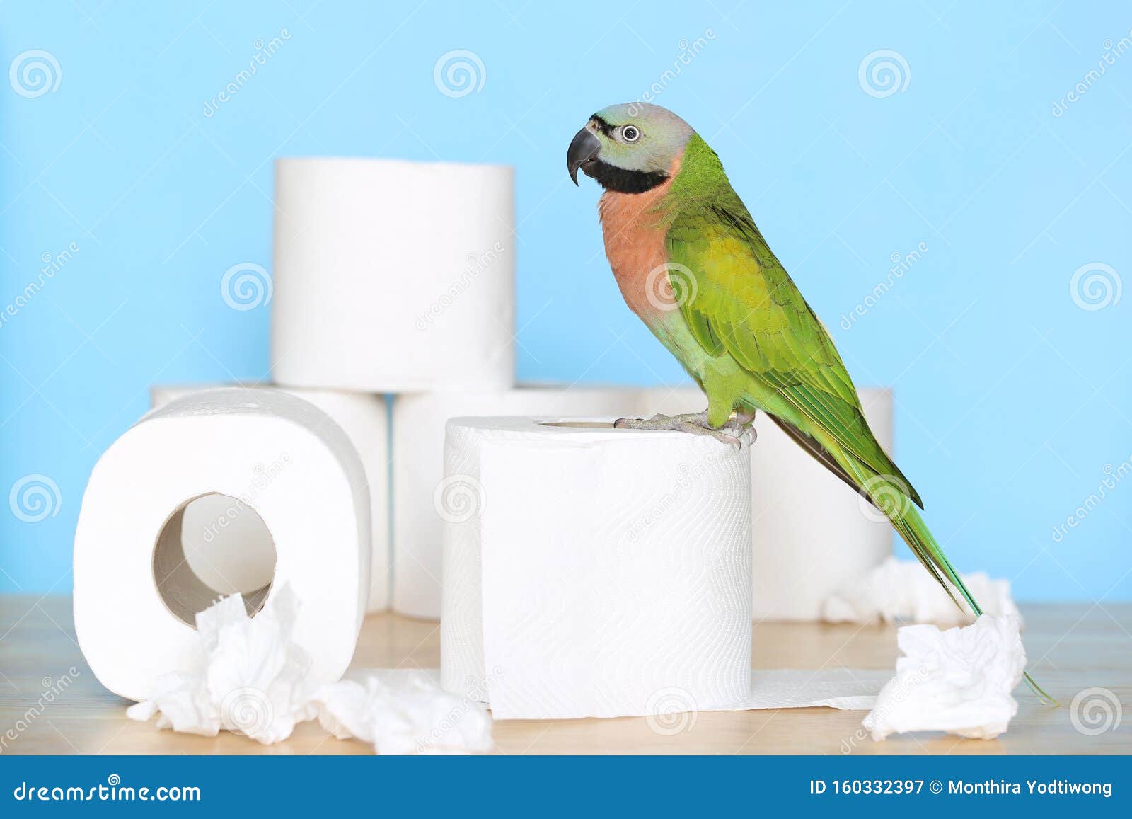 Parrot Standing on Toilet Paper on Blue Background Stock Image Image of realistic