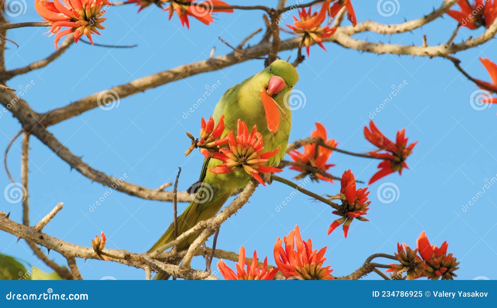 Parrot on the Tree Eating Fruit Stock Image Image of flower, bird