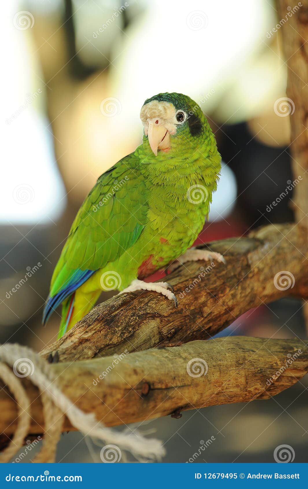 Parrot In Tropical Jungle Royalty Free Stock Photo Biology Diagrams
