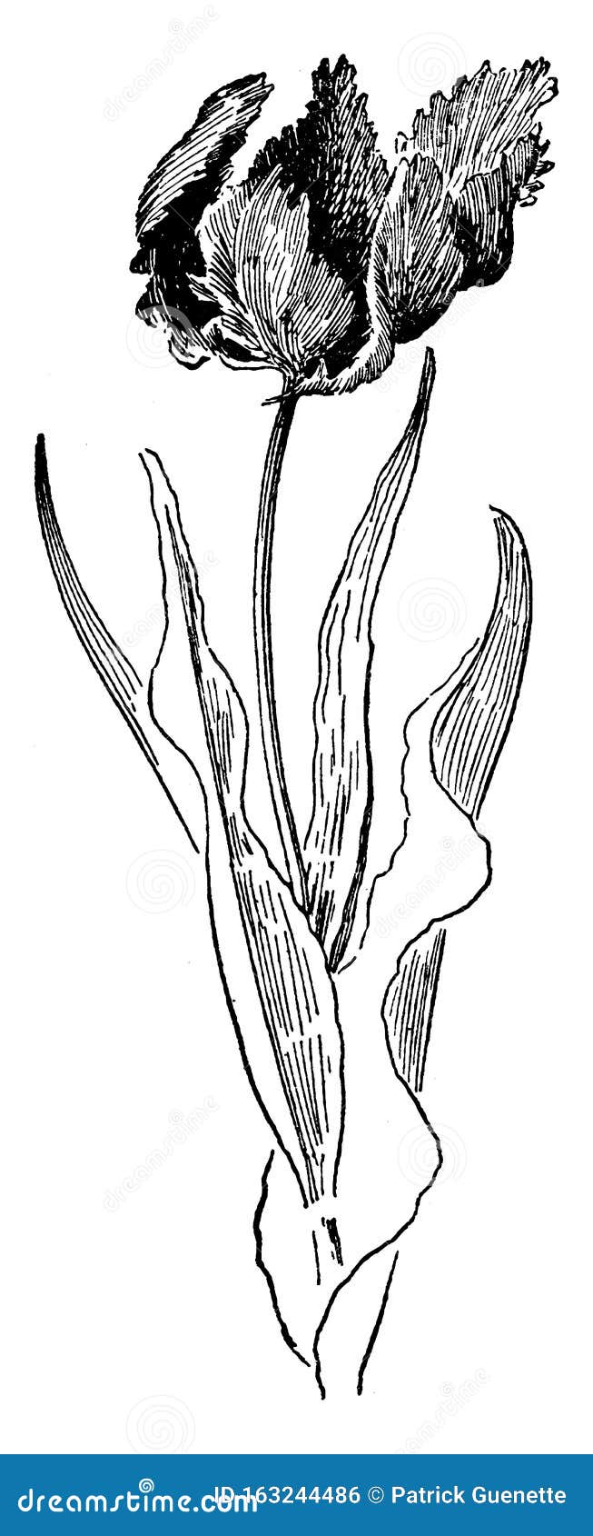 Parrot Tulip Vintage Illustration Stock Vector - Illustration of ...