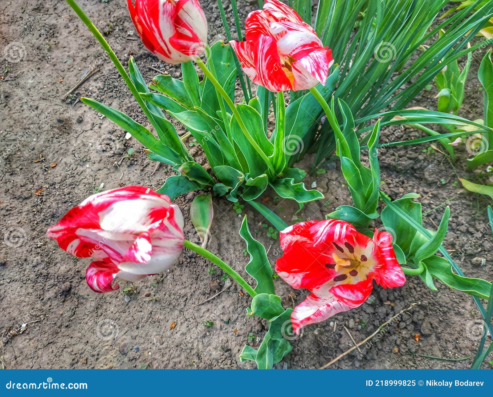 Parrot tulips stock image. Image of beautiful, nature 218999825