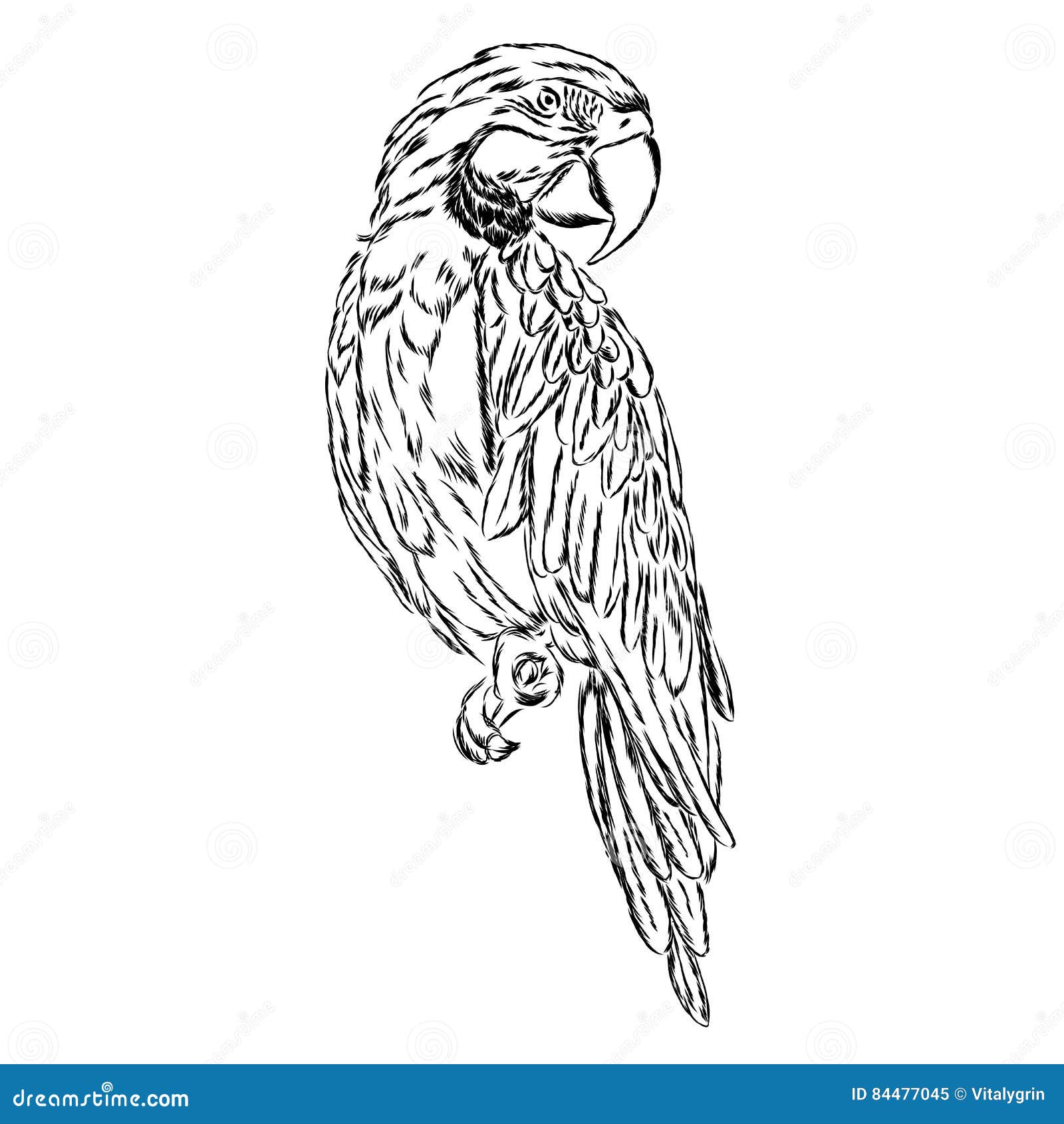 A Parrot. Vector Illustration Stock Vector - Illustration of print ...