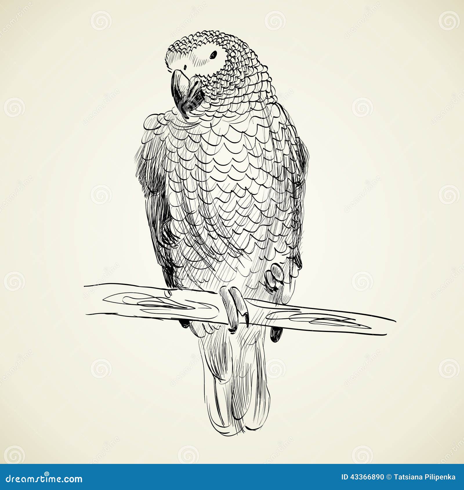 Parrot stock vector. Illustration of nature, sketch, pattern - 43366890