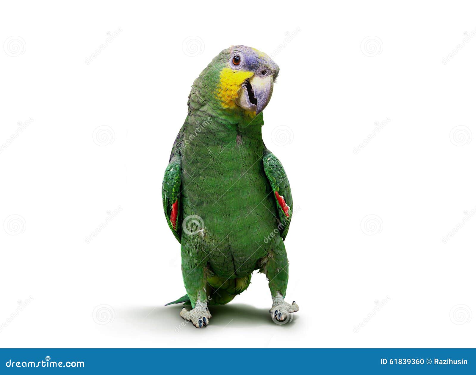 Parrot Walking and Dancing Over White Stock Photo Image of white