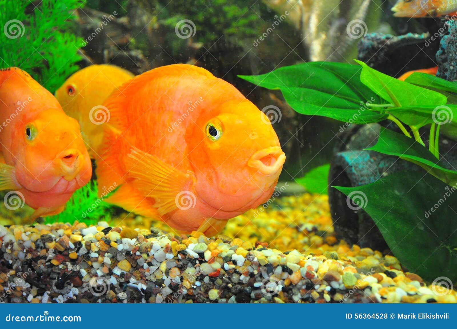 Parrot Fish Swimming in Aquarium Stock Photo Image of cute, swim
