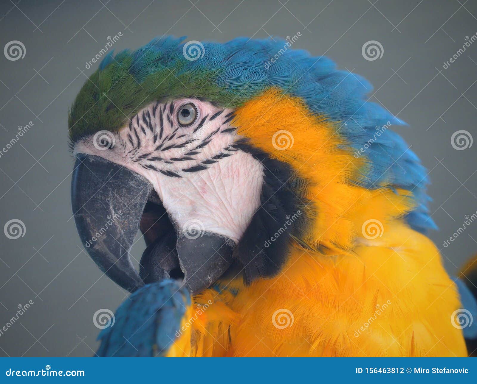 Parrots are Classified in the Animal Kingdom, Chordate Tribe, Bird Class, Aviation Subclass and Parrot Colored Stock Photo - Image of interesting, kingdom: 156463812 Parrots are Classified in the Animal Kingdom, Chordate Tribe, Bird Class, Aviation Subclass and Parrot Colored Stock Photo - Image of interesting, kingdom: 156463812