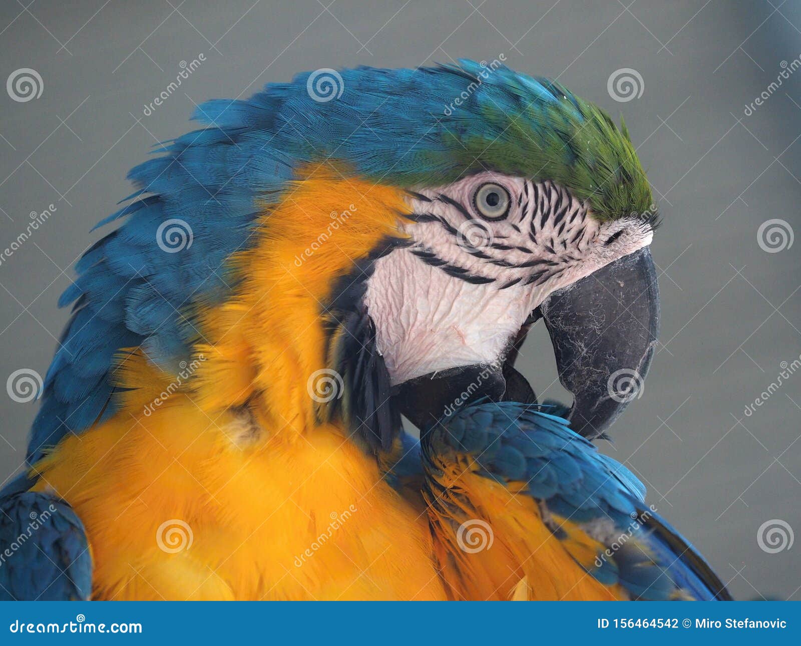 Parrots are Classified in the Animal Kingdom, Chordate Tribe, Bird Class,  Aviation Subclass and Parrot  Colored Stock Photo - Image of  backgrounds, classified: 156464542